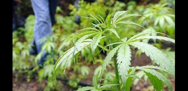 Uruguay no venderá marihuana legal a los turistas