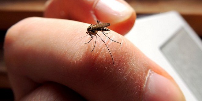 53 contagiados por virus Zika y 136 casos sospechosos en Ecuador