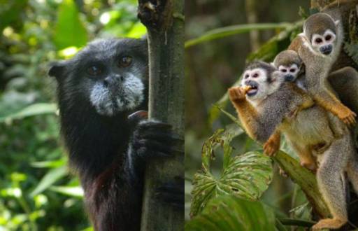 Especies silvestres en su hábitat de 52 hectáreas de selva protegida, en la Zanga Arajuno, en Pastaza.
