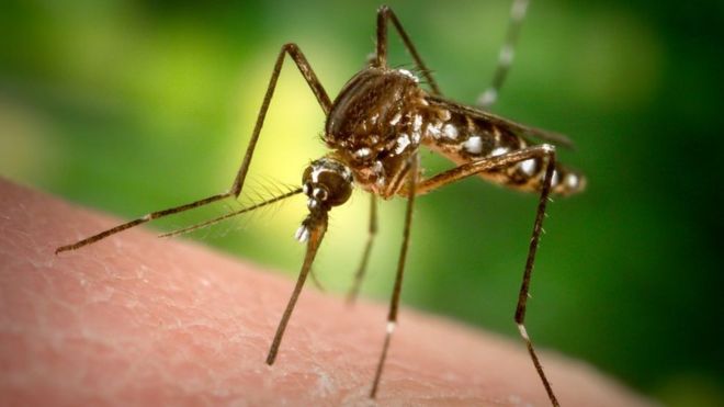 Por qué Florida liberará 750 millones de mosquitos modificados genéticamente
