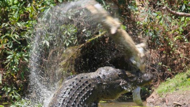 Impresionantes imágenes de un enorme cocodrilo caníbal devorando a otro en  Australia