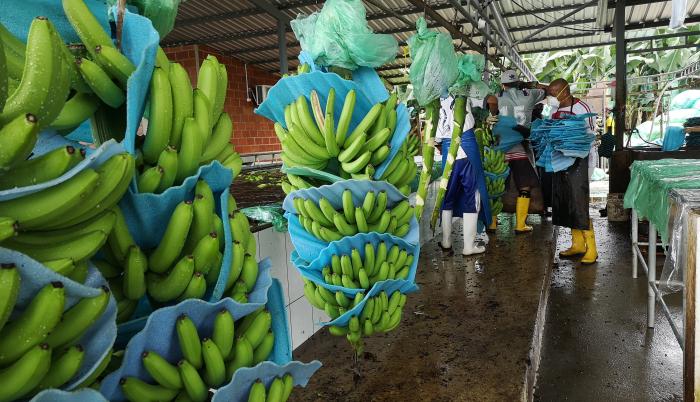 Bananeros busca una relación más solida con Asia