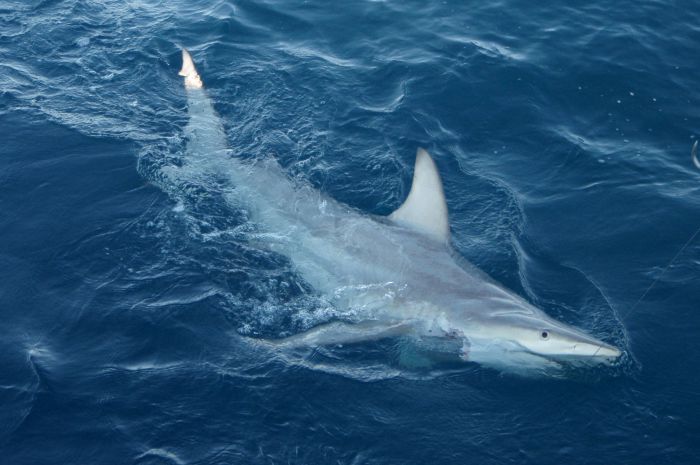 Un hombre muere con las piernas arrancadas por un tiburón en Australia