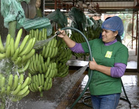 Fotografía de una trabajadora lavando bananos en Ecuador.