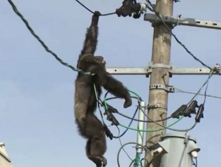 La caída salvadora de un mono a punto de electrocutarse