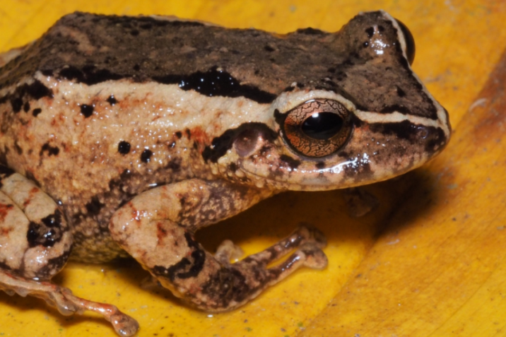 Descubren nueva especia de rana en la ciudad ecuatoriana de Loja