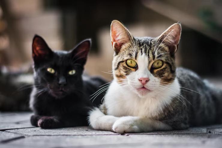 ¿Cuáles son las razas de gatos más peligrosas para tener como mascota?