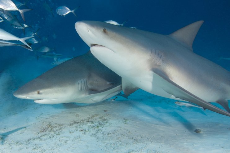 Científicos comprueban que la piel artificial de tiburón mejora natación