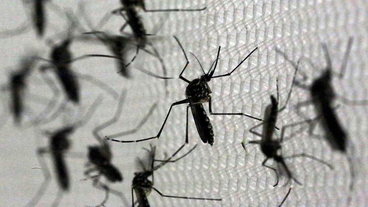 Científicos esterilizan con radiación a mosquitos machos para erradicar el zika