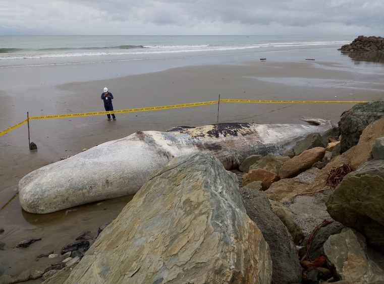Manabí: habitantes de San Jacinto piden sepultar ballena varada