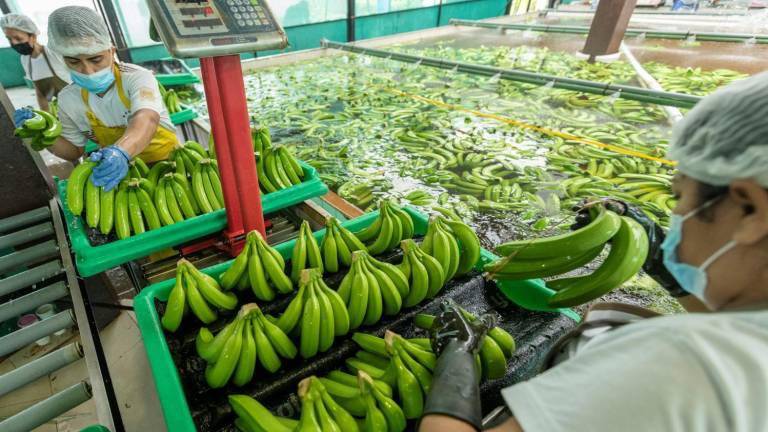 Fotografía de trabajadores del sector bananero.