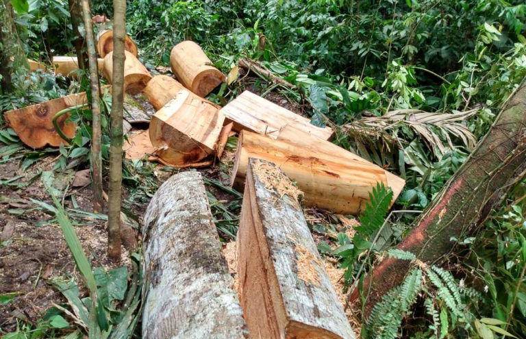 Casi 2 millones de hectáreas de bosque natural se han perdido en las  últimas 3 décadas