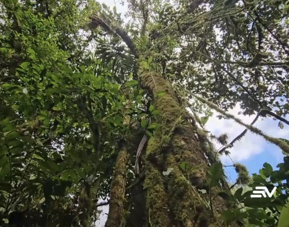 Bosque tropical Hatun Yanawrpi, ubicado en la parroquia Pucayacu, en La Maná, provincia de Cotopaxi.