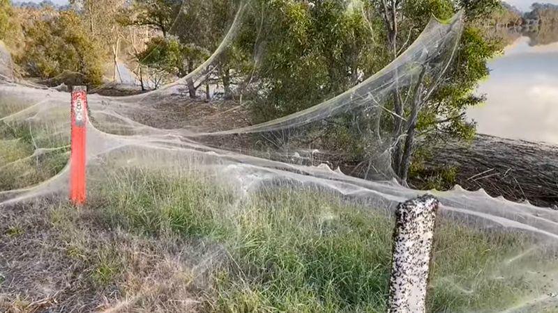 Las enormes telarañas que cubrieron un territorio en Australia tras una tempestad