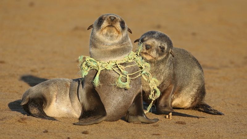 Cuáles son los objetos de plástico que matan más animales marinos