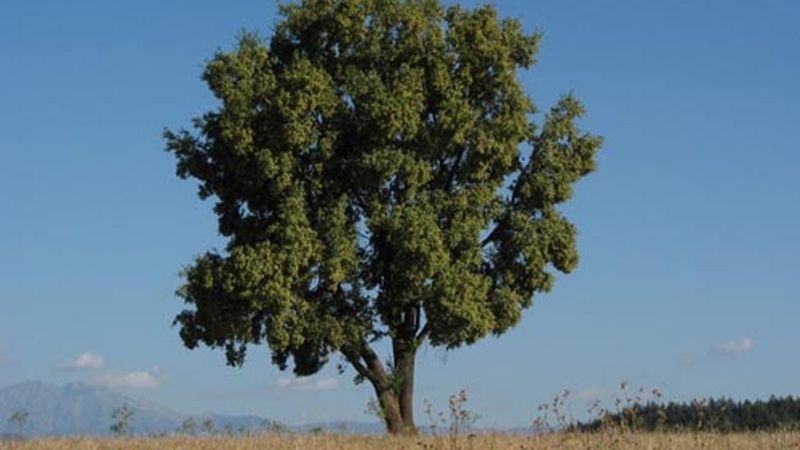 El árbol que alberga un ingrediente &quot;clave&quot; para combatir la pandemia