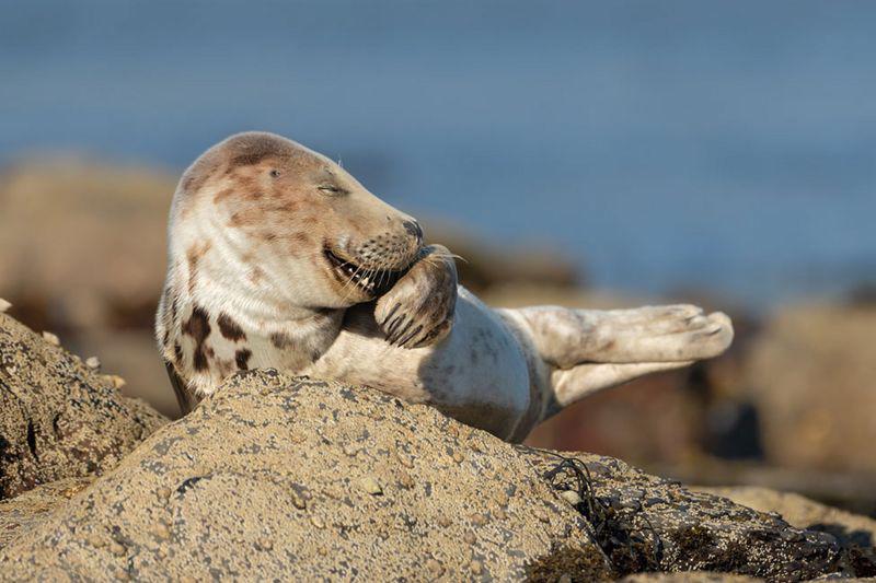 Comedy Wildlife Awards 2021: las fotografías más graciosas entre las finalistas a los premios