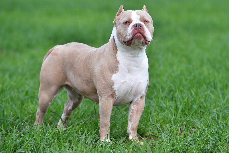 Más de 100 American Bully XL sacrificados al mes tras su prohibición en Reino Unido