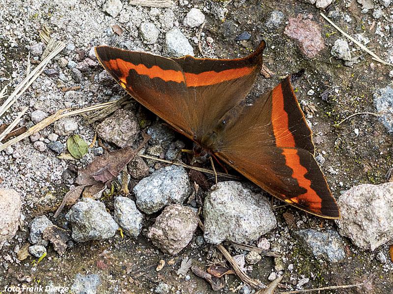 Imagen de la mariposa Corades Yanacocha.