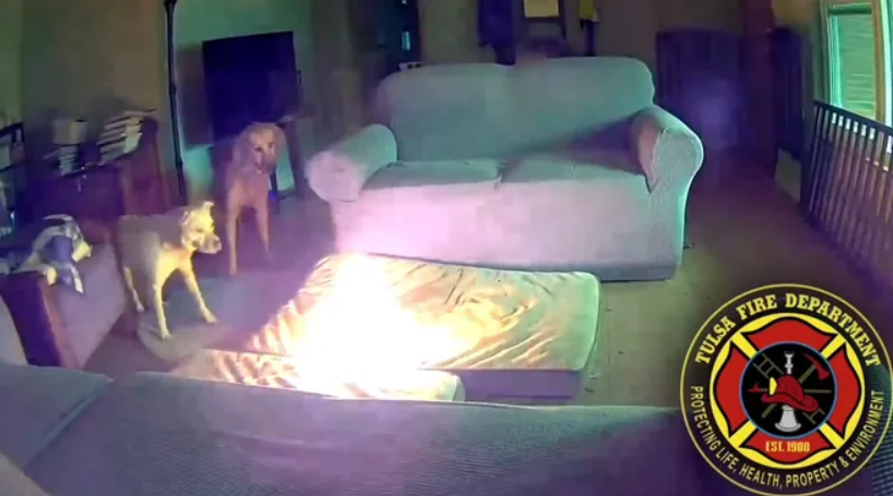 Video | Un perro causó un incendio por morder una batería de litio