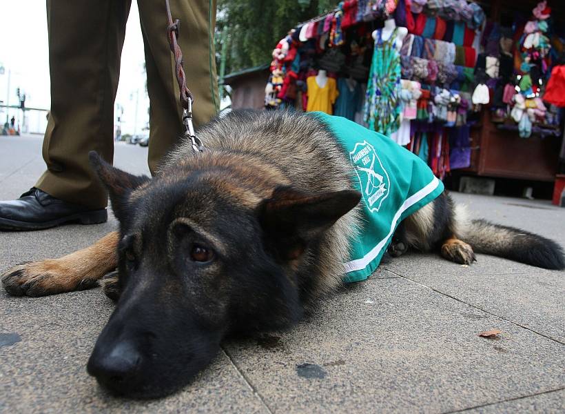Chile adiestra perros policías para detectar COVID-19
