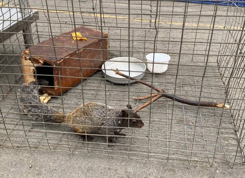 Foto de una ardilla en cautiverio, recuperada en Durán.