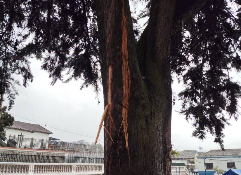 Foto del árbol tras ser impactado por un rayo, este sábado 11 de mayo en Quito.