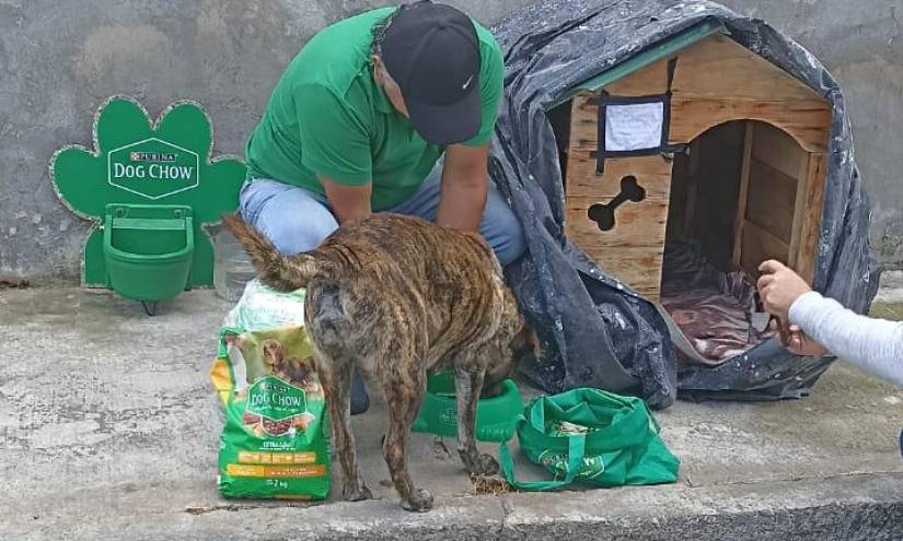 Quito: la historia de Manchas, el perro comunitario al que le robaron la casa y fue devuelta