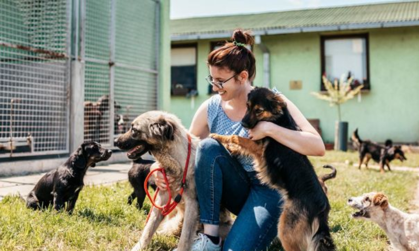Ofrecerte como voluntario en un refugio de animales te permitirá dar y recibir amor.