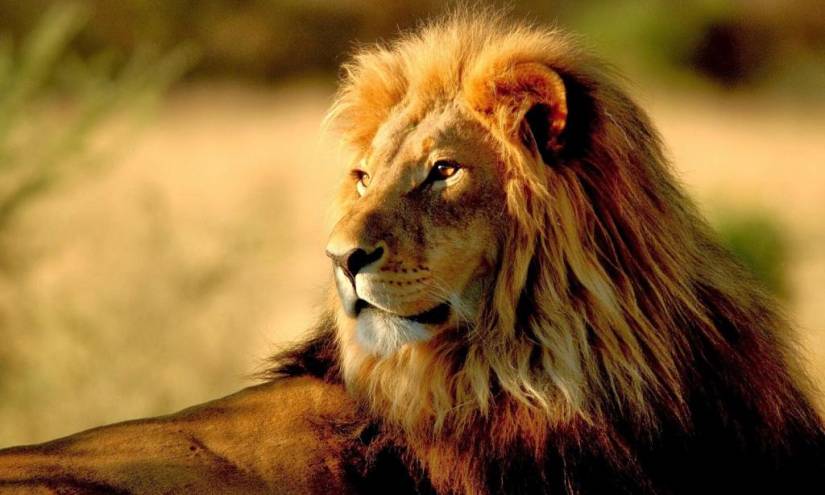 EEUU propone incluir leones africanos en lista de 