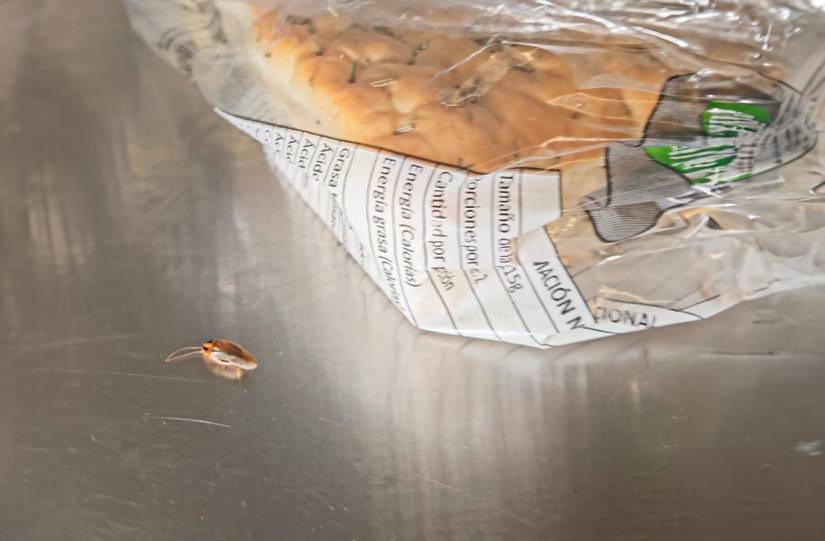 En una cafetería de Guayaquil se detectó la presencia de plaga en el área de la cocina.