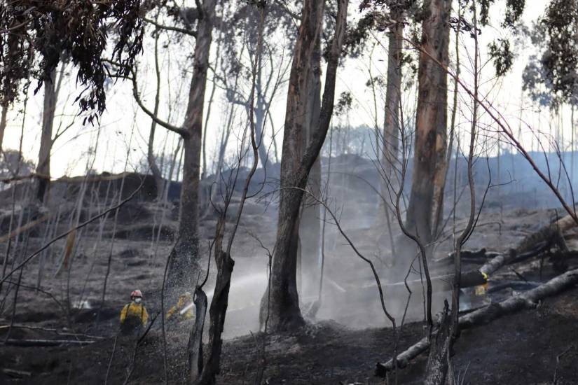 El pasado 12 de septiembre de 2024 se resgistro un ncendio en el bosque de el Panecillo que afectó severamente la flora y fauna de la zona.