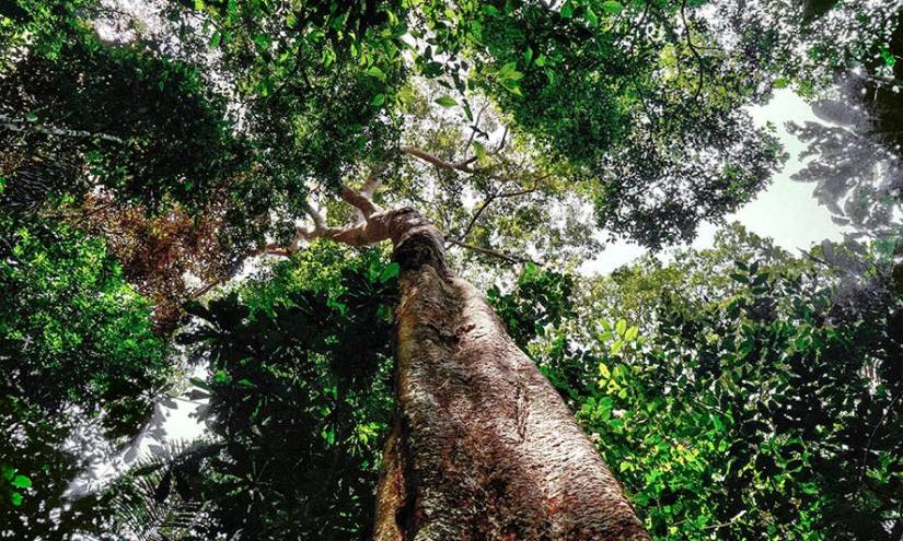 Inteligencia artificial para identificar árboles en la Amazonía