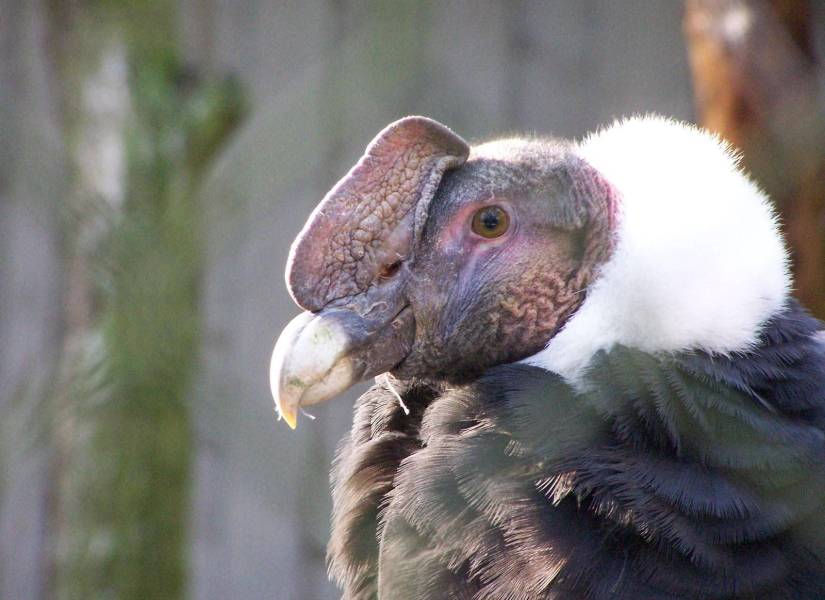 El cóndor andino es una de las aves más emblemáticas de América Latina que está en peligro de extinción.