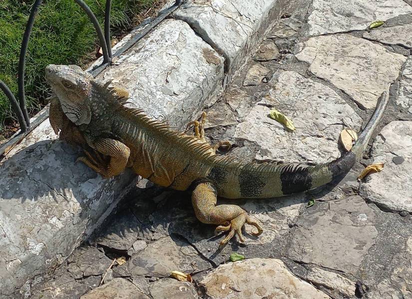 En la imagen se observa a una iguana en el parque Seminario.