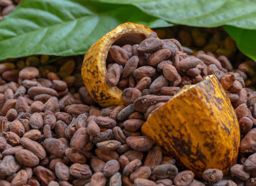 Entre 2023 y 2024, en el periodo entre enero y marzo, existe un aumento del 145 % de las exportaciones de cacao.