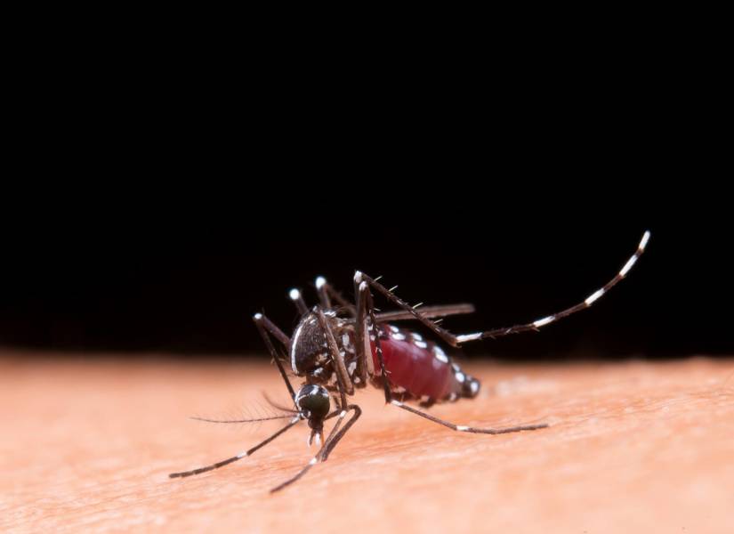 Mosquito del Dengue (Aedes aegypti)