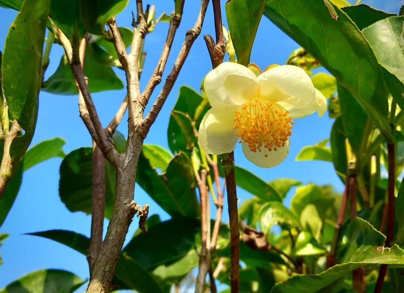 Imagen ilustrativa: Planta de té Camellia sinensis