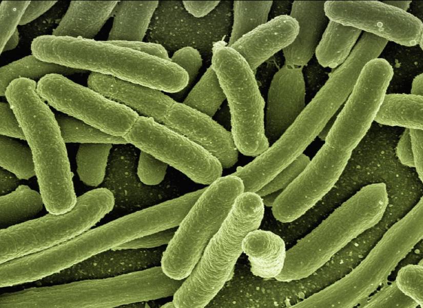 Fotografía representativa de la bacteria E.Coli