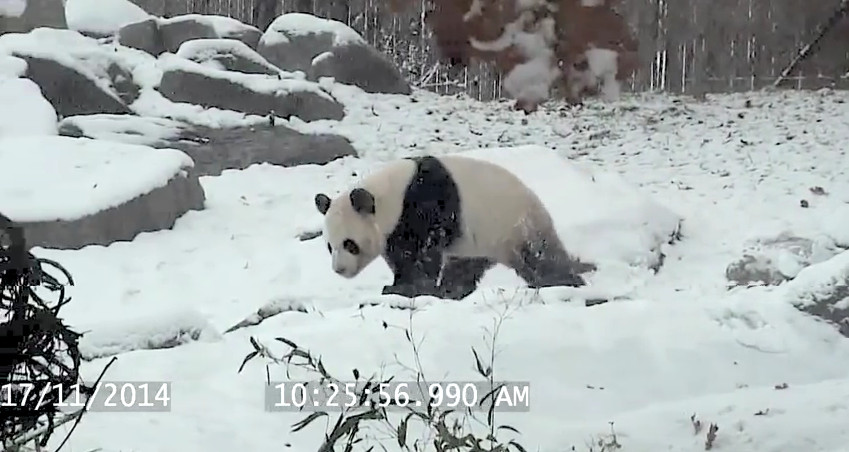 (VIDEO) Oso panda jugando en la nieve se vuelve sensación en internet