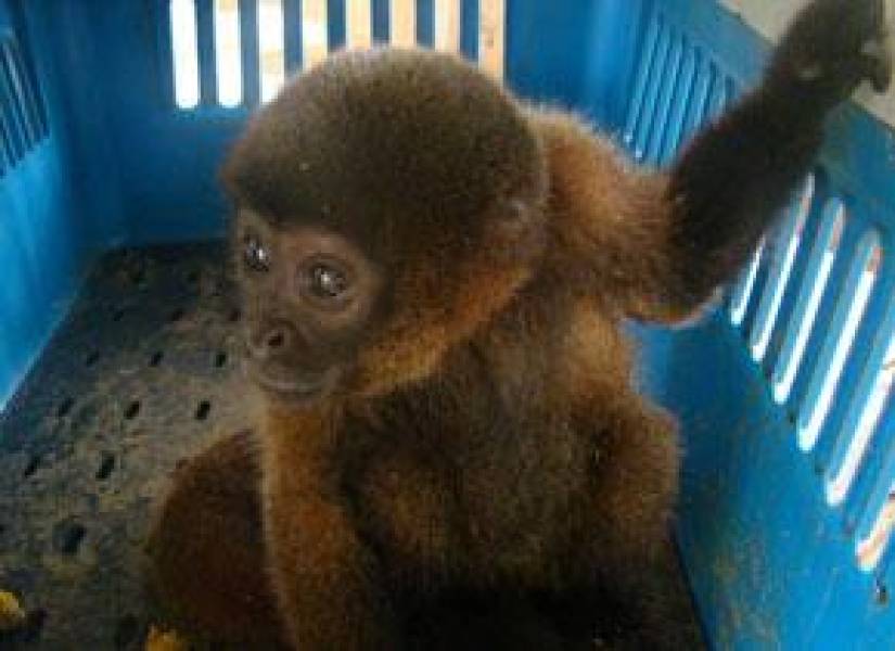Imagen de archivo de un mono chorongo.