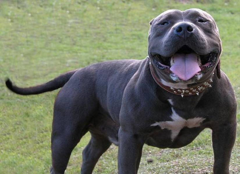 American bully.