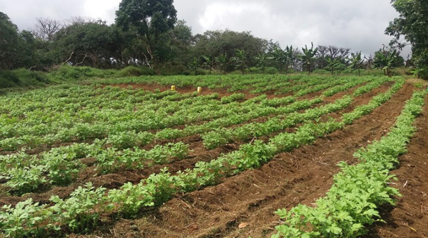 Galápagos busca ser autosostenible en producción agrícola