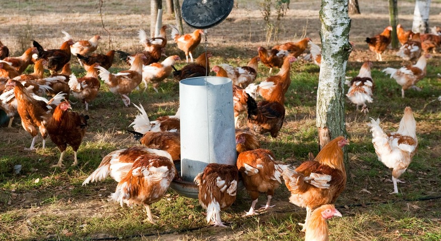 Francia detecta un primer foco de gripe aviar peligrosa en este año