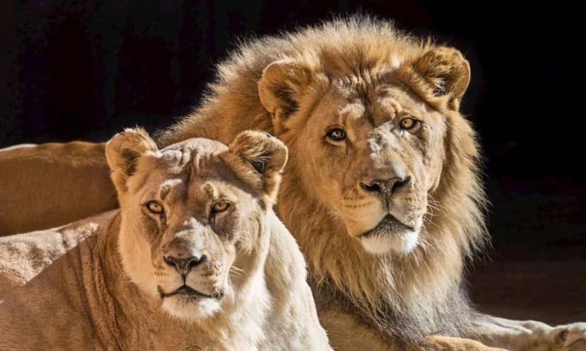 Hubert y Kalisa, dos leones que permanecieron unidos hasta su muerte