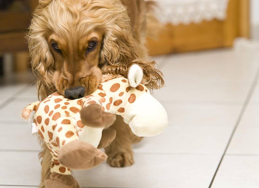 qué tipo de juguetes para perros le gustan a un cocker spaniel inglés