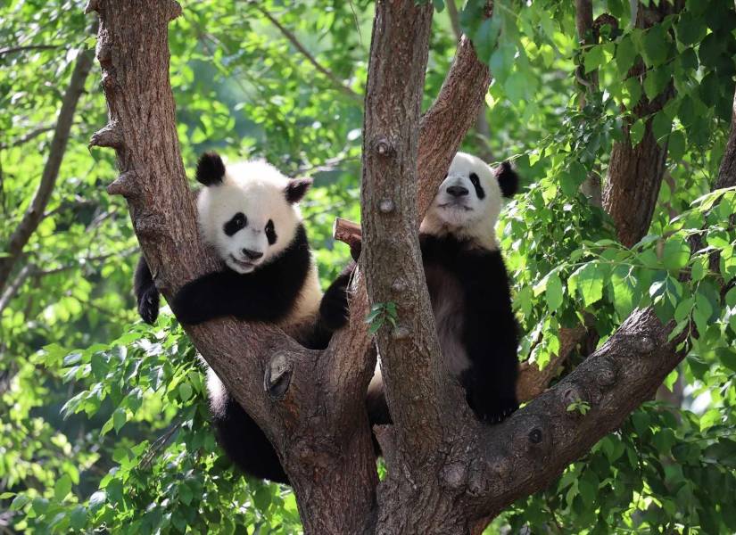 Este acontecimiento marca un paso mayor para la investigación de pandas entre Corea del Sur y China.