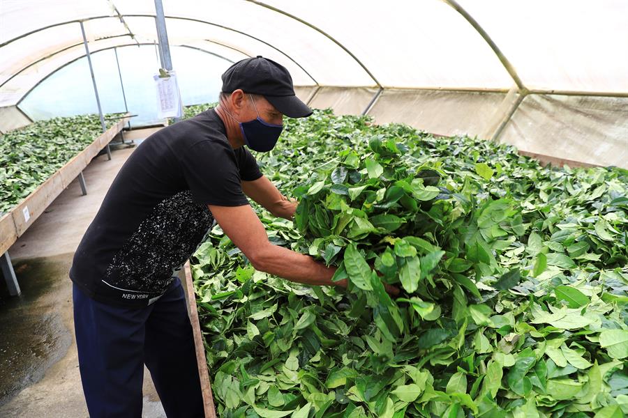 Guayusa: la planta amazónica de la &#039;eterna juventud&#039;