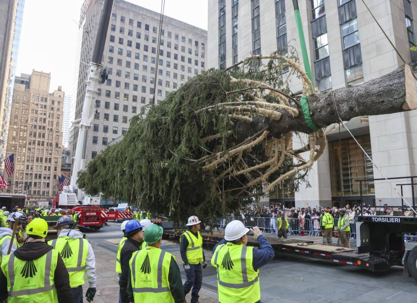 Se levanta el árbol de Navidad del Rockefeller Center en Nueva York.