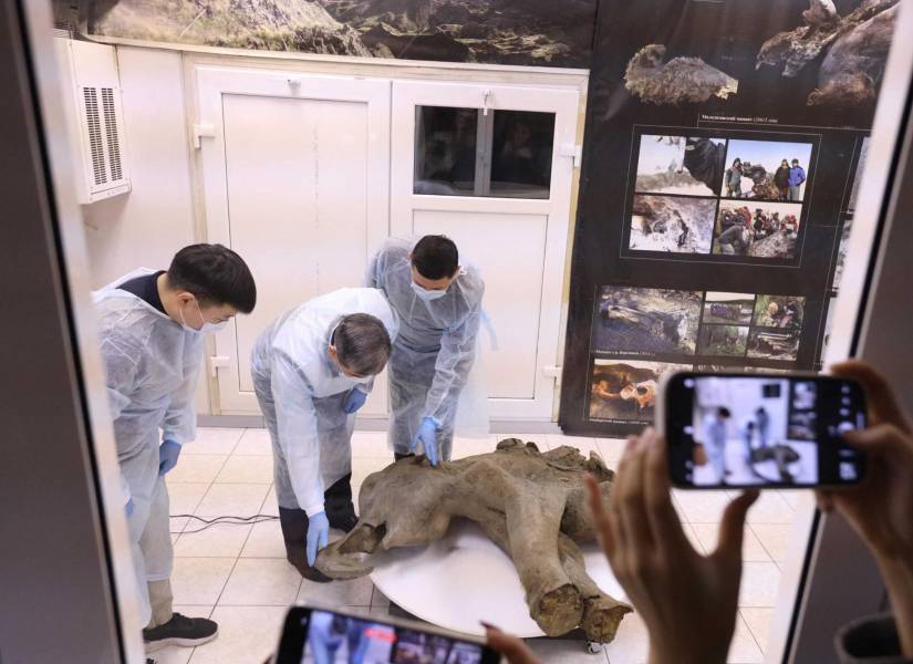 Fotografía tomada y difundida por la Universidad Federal del Noreste el 23 de diciembre de 2024 muestra el cadáver de una cría de mamut, cuya edad se estima en más de 50 000 años, durante su presentación en Yakutsk.